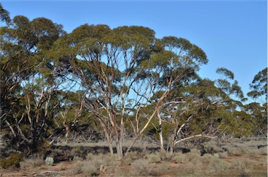 APII jpeg image of Eucalyptus gracilis  © contact APII