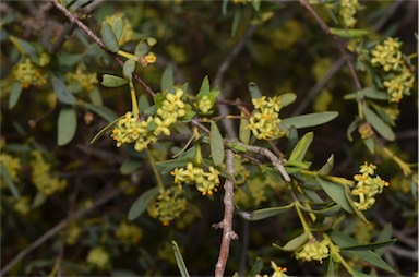 APII jpeg image of Pimelea microcephala subsp. microcephala  © contact APII