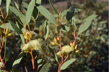 APII jpeg image of Eucalyptus socialis subsp. socialis  © contact APII