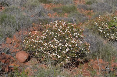 APII jpeg image of Calytrix involucrata  © contact APII