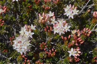 APII jpeg image of Calytrix involucrata  © contact APII