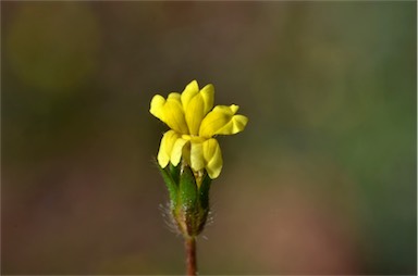 APII jpeg image of Goodenia pusilliflora  © contact APII