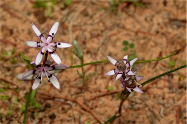 APII jpeg image of Wurmbea dioica  © contact APII