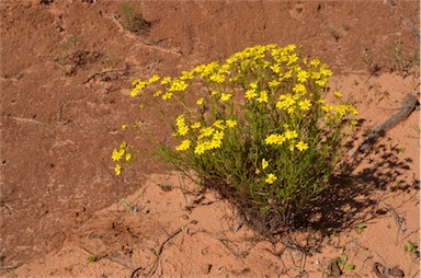 APII jpeg image of Senecio spanomerus  © contact APII