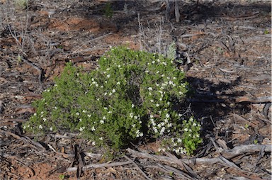 APII jpeg image of Olearia muelleri  © contact APII