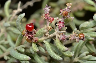 APII jpeg image of Rhagodia crassifolia  © contact APII