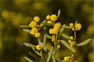 APII jpeg image of Acacia farinosa  © contact APII