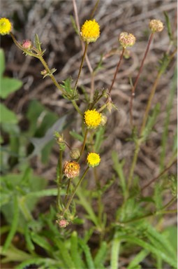 APII jpeg image of Brachyscome ciliaris var. brachyglossa  © contact APII