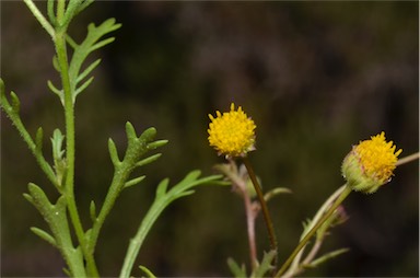 APII jpeg image of Brachyscome ciliaris var. brachyglossa  © contact APII