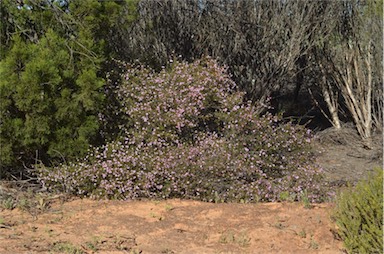 APII jpeg image of Boronia inornata subsp. leptophylla  © contact APII