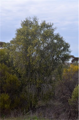 APII jpeg image of Pittosporum angustifolium  © contact APII