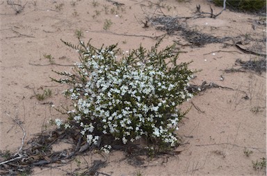 APII jpeg image of Olearia brachyphylla  © contact APII