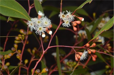 APII jpeg image of Eucalyptus gracilis  © contact APII