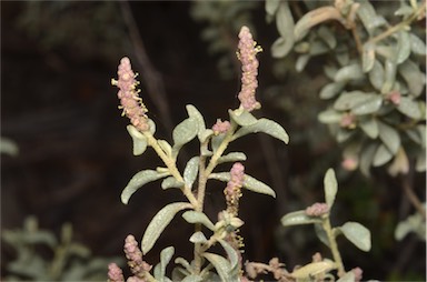 APII jpeg image of Atriplex vesicaria subsp. appendiculata  © contact APII