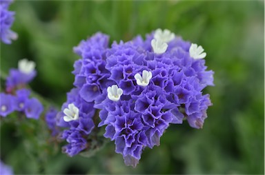 APII jpeg image of Limonium sinuatum  © contact APII