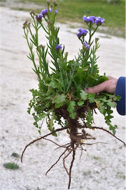 APII jpeg image of Limonium sinuatum  © contact APII