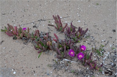 APII jpeg image of Carpobrotus rossii  © contact APII