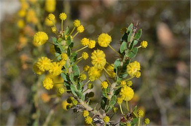 APII jpeg image of Acacia paradoxa  © contact APII