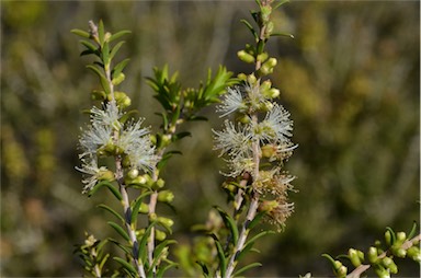 APII jpeg image of Melaleuca lanceolata  © contact APII