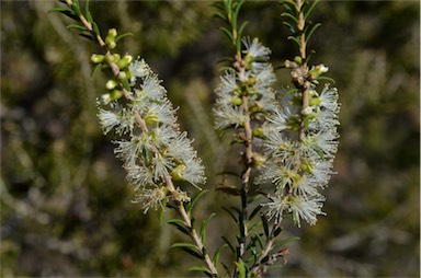 APII jpeg image of Melaleuca lanceolata  © contact APII