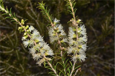 APII jpeg image of Melaleuca lanceolata  © contact APII