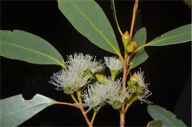 APII jpeg image of Eucalyptus diversifolia subsp. diversifolia  © contact APII