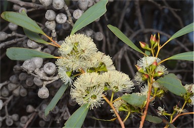 APII jpeg image of Eucalyptus diversifolia subsp. diversifolia  © contact APII