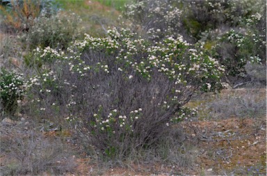 APII jpeg image of Pomaderris obcordata  © contact APII