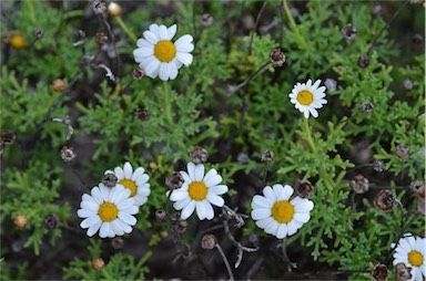 APII jpeg image of Argyranthemum frutescens subsp. foeniculaceum  © contact APII