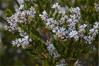 APII jpeg image of Leucopogon parviflorus  © contact APII