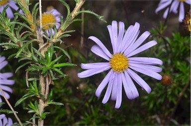 APII jpeg image of Olearia ciliata  © contact APII