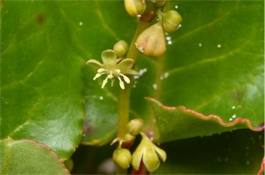 APII jpeg image of Muehlenbeckia adpressa  © contact APII