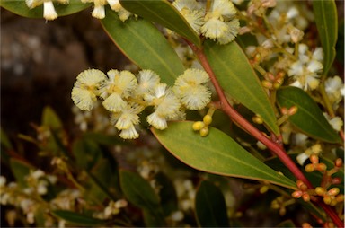 APII jpeg image of Acacia myrtifolia  © contact APII