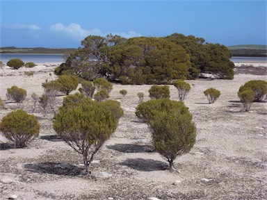 APII jpeg image of Melaleuca halmaturorum  © contact APII