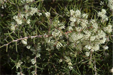 APII jpeg image of Hakea rugosa  © contact APII