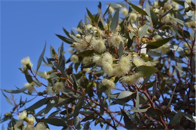 APII jpeg image of Eucalyptus incrassata  © contact APII