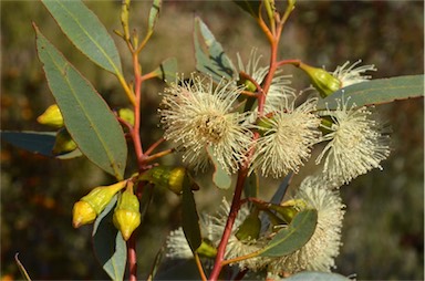 APII jpeg image of Eucalyptus incrassata  © contact APII