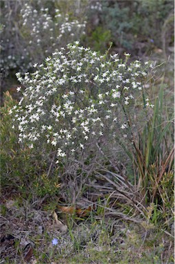 APII jpeg image of Spyridium leucopogon  © contact APII