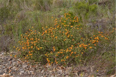 APII jpeg image of Pultenaea acerosa  © contact APII