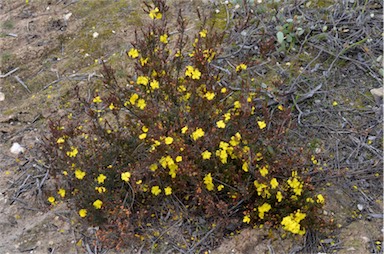 APII jpeg image of Hibbertia devitata  © contact APII