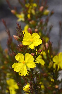 APII jpeg image of Hibbertia devitata  © contact APII