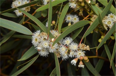 APII jpeg image of Eucalyptus gracilis  © contact APII