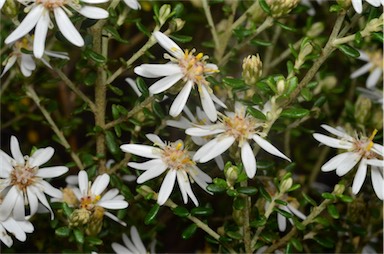 APII jpeg image of Olearia brachyphylla  © contact APII