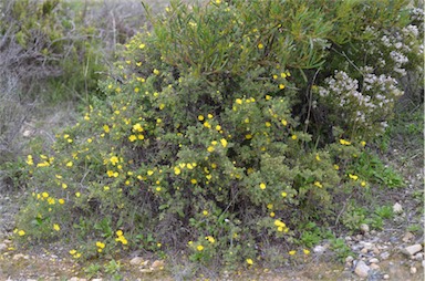 APII jpeg image of Hibbertia cinerea  © contact APII