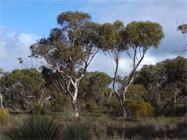 APII jpeg image of Eucalyptus cladocalyx  © contact APII