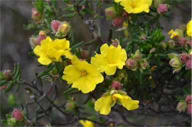 APII jpeg image of Hibbertia platyphylla subsp. major  © contact APII