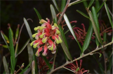 APII jpeg image of Grevillea aspera  © contact APII