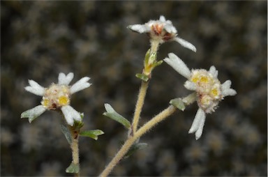 APII jpeg image of Spyridium bifidum subsp. bifidum  © contact APII