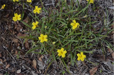 APII jpeg image of Goodenia willisiana  © contact APII