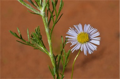 APII jpeg image of Brachyscome ciliaris var. lanuginosa  © contact APII